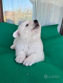 Cane Pastore Abruzzese Maremmano