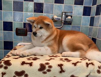 Cuccioli di Akita inu