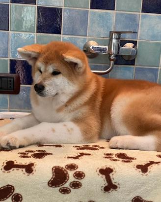 Cuccioli di Akita inu