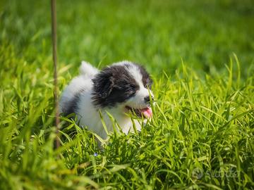 Cucciolo peluches border collie