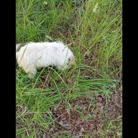 Cuccioli Lagotto romagnolo