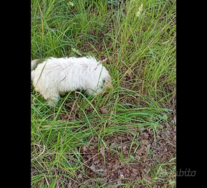 Cuccioli Lagotto romagnolo