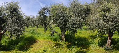 Uliveto
