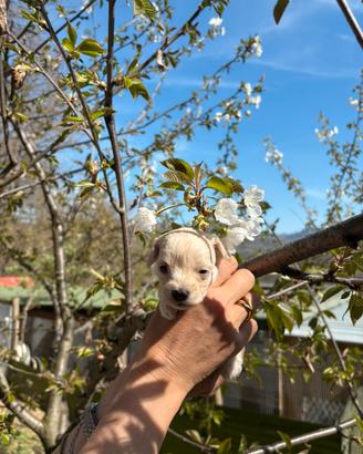 Cucciolo maltipoo maschio