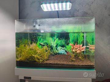 acquario solo vasca circa 20 litri 