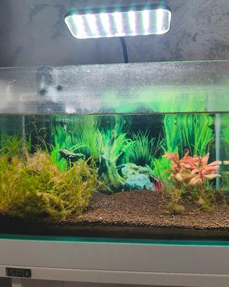 acquario solo vasca circa 20 litri 