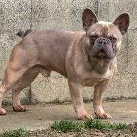 Bulldog francese MONTE