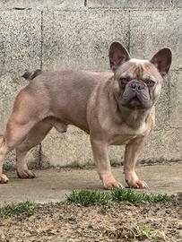 Bulldog francese MONTE