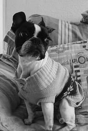 Bulldog Francese asiatico femmina