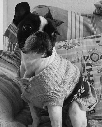 Bulldog Francese asiatico femmina