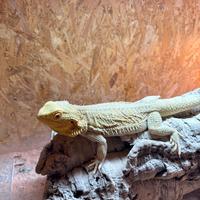 Drago Barbuto femmina citrus