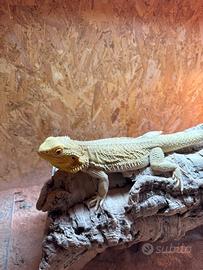 Drago Barbuto femmina citrus