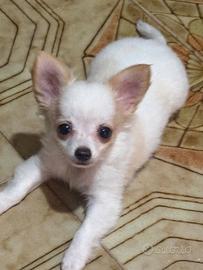 Cucciola chihuahua