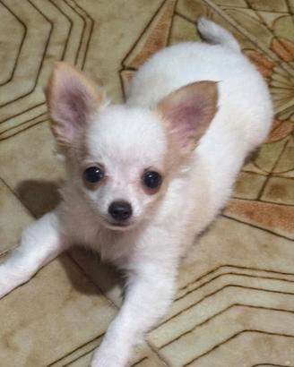 Cucciola chihuahua