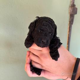 Barboncino toy total black