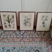 stampe antiche botanica 