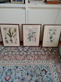 stampe antiche botanica 