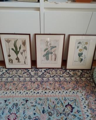 stampe antiche botanica 