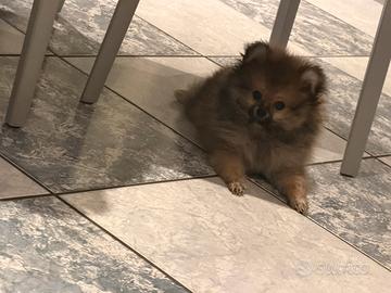 Spitz Pomerania
