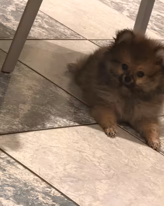 Spitz Pomerania