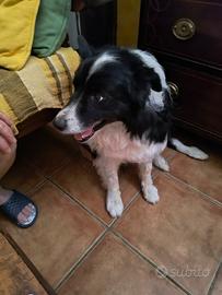border collie per monta 