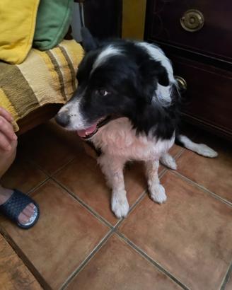 border collie per monta 