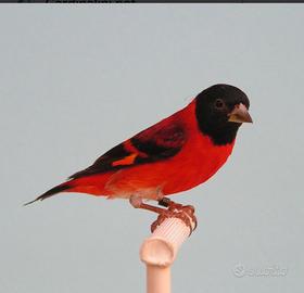 Cardinalini del venezuela