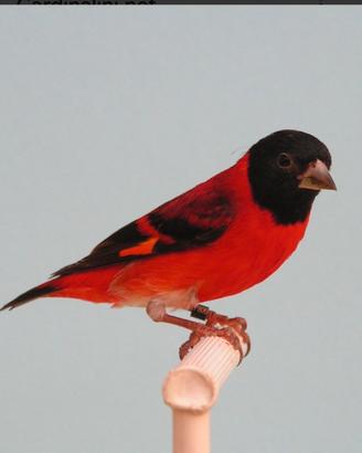 Cardinalini del venezuela