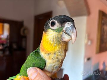 Pappagallo caicco testa nera