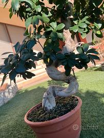 Bonsai Ficus