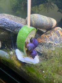 Lumache d acquario