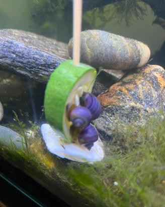 Lumache d acquario
