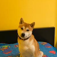 Shiba maschio per accoppiamento