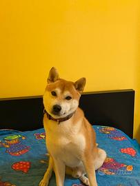 Shiba maschio per accoppiamento