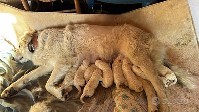 Cuccioli di pastore maremmano abbruzzese