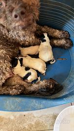 Cocker - lagotto
