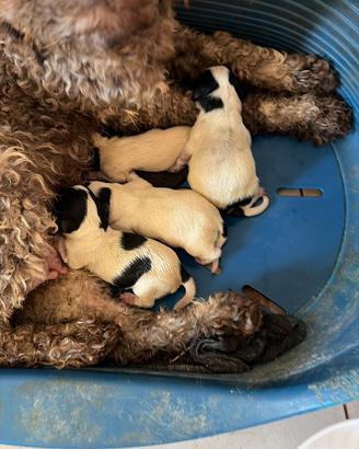 Cocker - lagotto