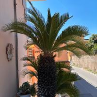 Due Cycas Maschio e Femmina