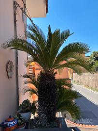 Due Cycas Maschio e Femmina