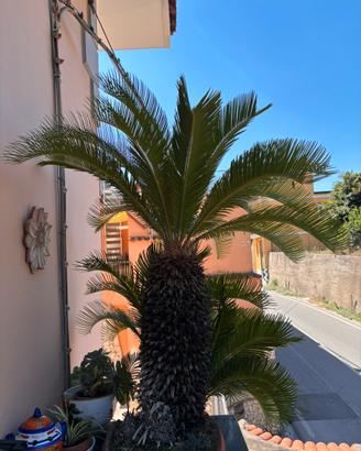 Due Cycas Maschio e Femmina
