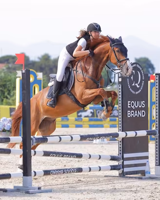 Cavallo da salto ostacoli