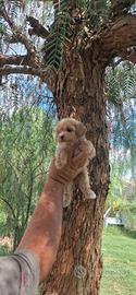Maltipoo mini toy beige