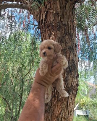 Maltipoo mini toy beige