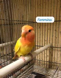 Inseparabili allevati a mano