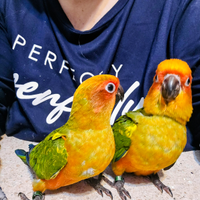 Conuro del sole allevati