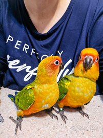 Conuro del sole allevati