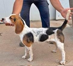 Cani da caccia al coniglio