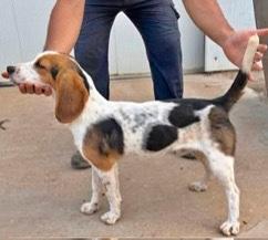 Cani da caccia al coniglio