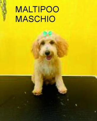 Maltipoo e barboncino