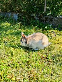 Conigli nani testa di leone